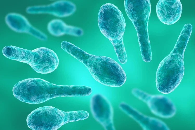 Clostridium tetani bacteria causing Tetanus, a serious bacterial infection that can be fatal.